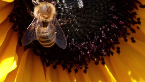 una abeja recogiendo néctar de un girasol