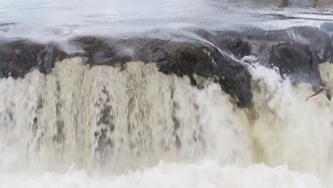 Salmons-go-for-spawning-upstream,-jumping-up-the-waterfall