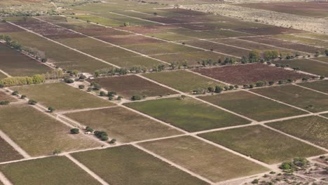 Immense-Plantation-Of-Malbec-And-Torrontés-Grapes-In-Salta,-Argentina