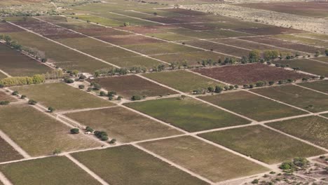 una inmensa plantación de uvas malbec y torrontés en salta, argentina
