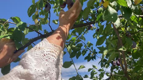 close-up of a hand selecting ripe plums from a tree branch in a sunny orchard. fresh seasonal fruit harvest scene, ideal for themes of farming, gardening, and healthy food