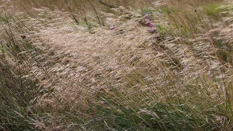 grass seed heads blowing in strong wind