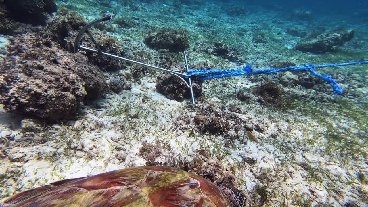 보트 앵커를 향해 수영하는 녹색 바다 거북의 근접 촬영