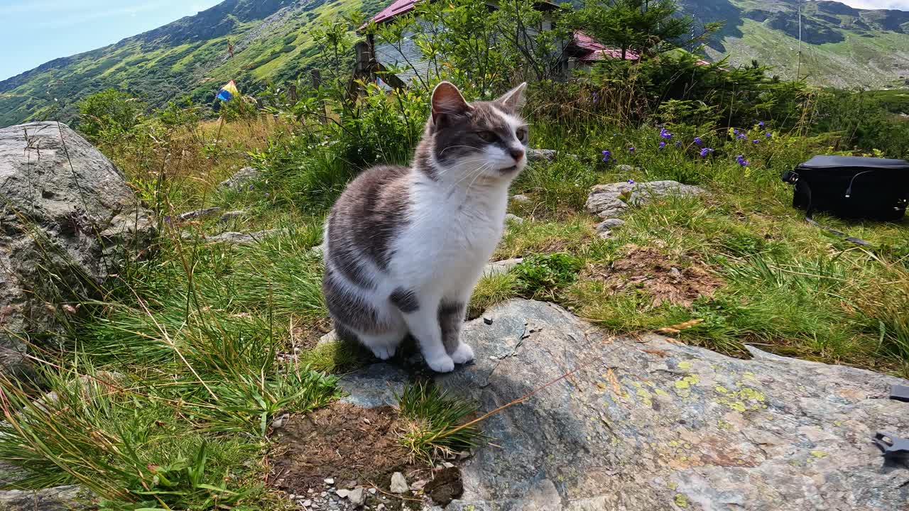 Cat with grey spots on a small rock