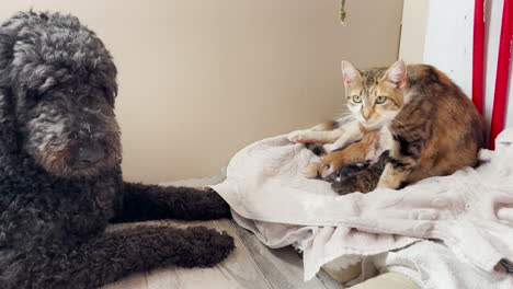 black labradoodle sits with cat mama who just gave birth to babies