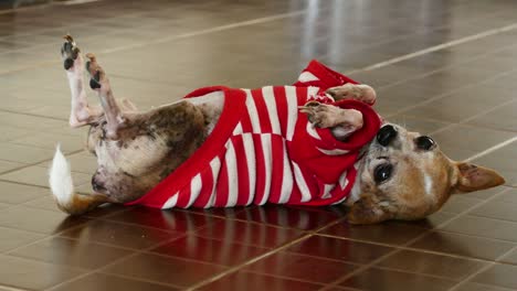 perro chihuahua