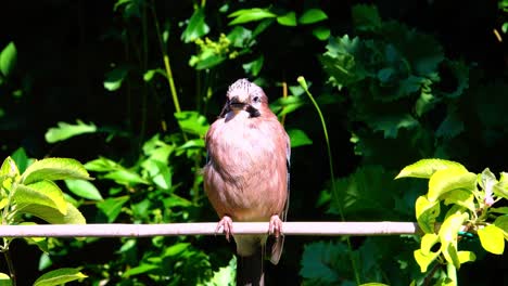 jay en un jardín de campo inglés