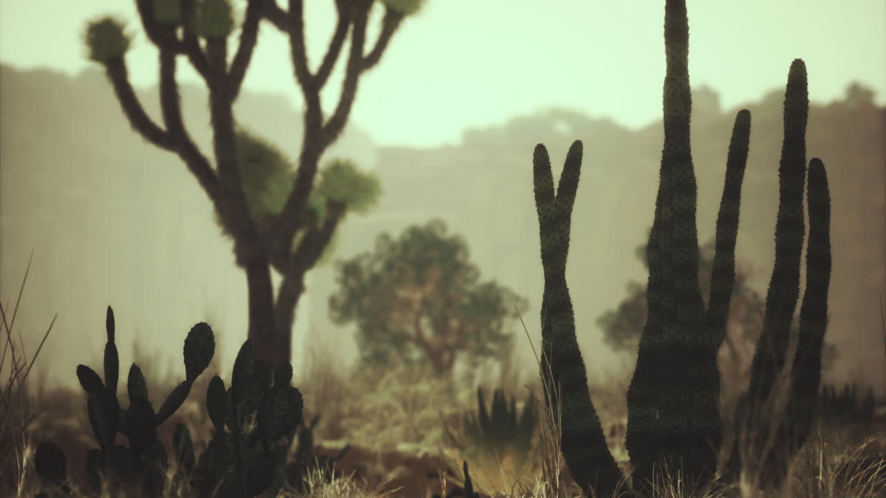 Exploring a desert landscape with diverse cacti and distant mountains