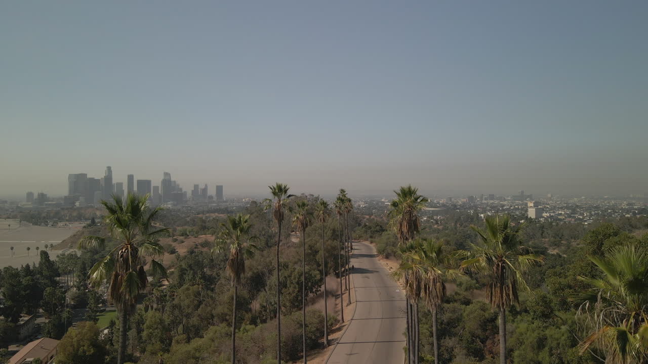 Palmeiras no Parque Elysian em Los Angeles.