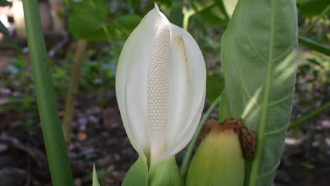 White-flower-of-taro-plant-or-elephant-ears-or-Colocasia-esculenta-in-Sri-Lanka