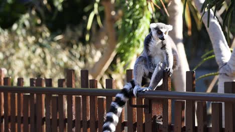 lemur sitting on fence, bird flying nearby