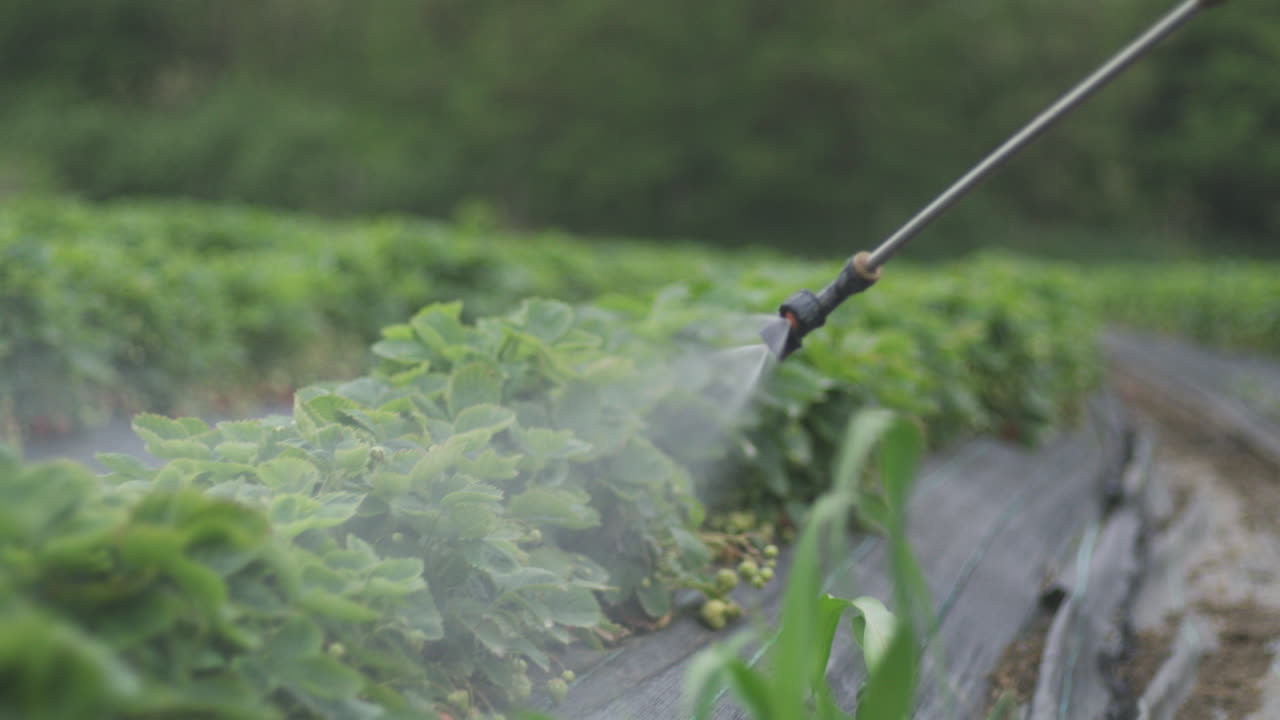 Strawberry Field Spraying