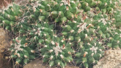 closeup rotate pointed cactus in pot rotation isolated on wood background closeup rotate pointed cactus in pot rotation isolated on wood background