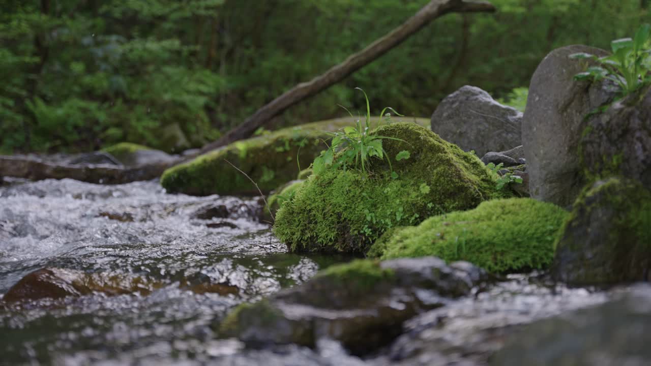Sungai mengalir di antara pegunungan, bebatuan berlumut, dan hutan di Tottori Jepang.