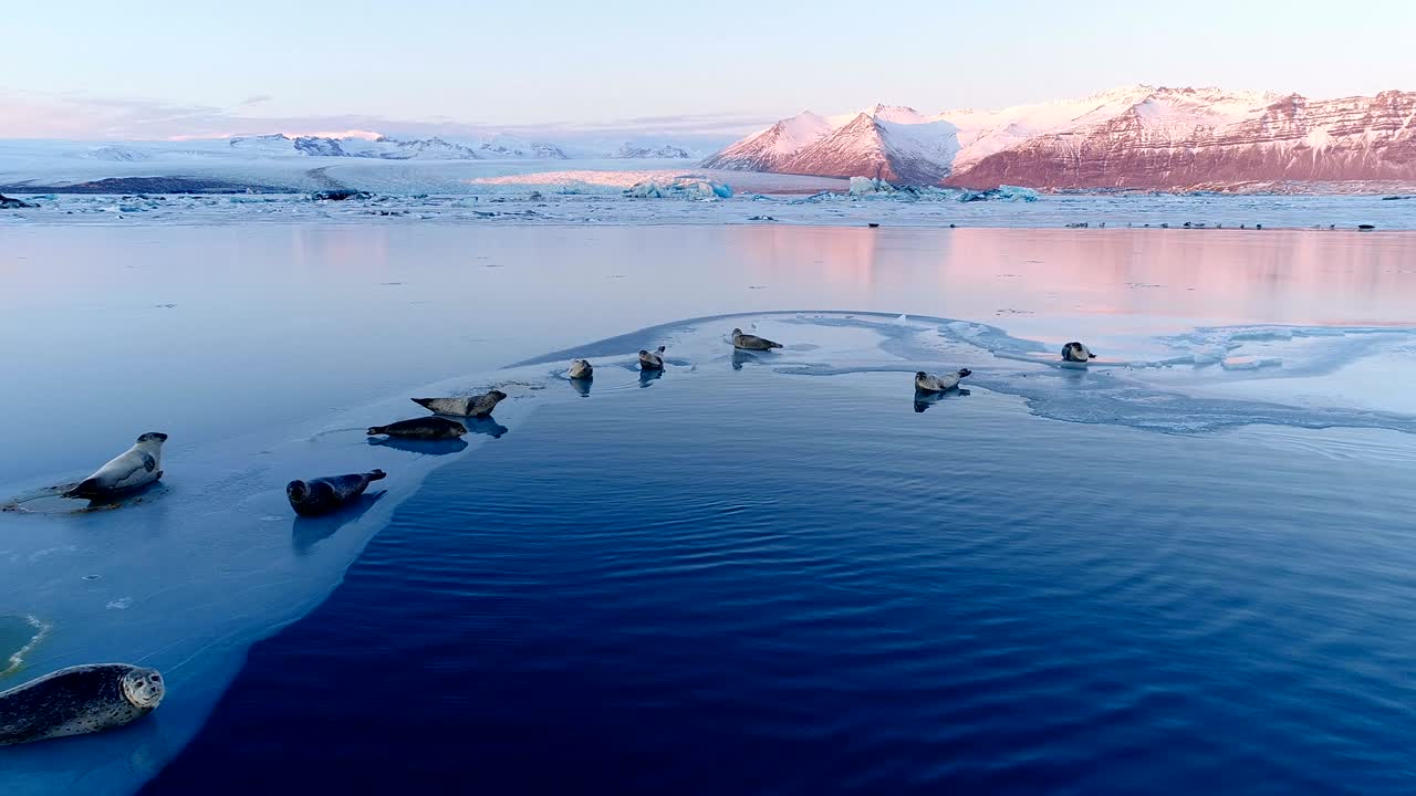 панорамный вид тюленей на белом ледяном плотине в исландии, под красным закатом солнца. мы можем видеть ледник и небо на горизонте.