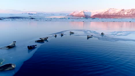 panoramic view of seals on white ice floe in iceland, under the red sunset. we can see glacier and the sky in the horizon.