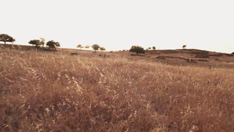 Niedrige-Fliege-über-Trockenes-Weizenfeld-Im-Ländlichen-Alentejo,-Portugal