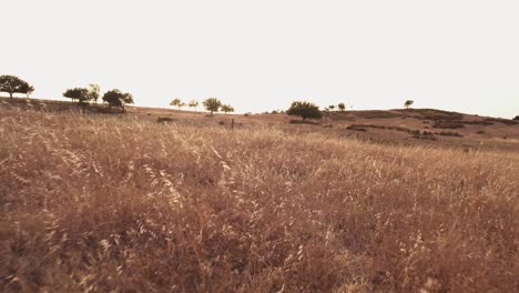 vuelo bajo sobre campo de trigo seco en las zonas rurales de alentejo, portugal