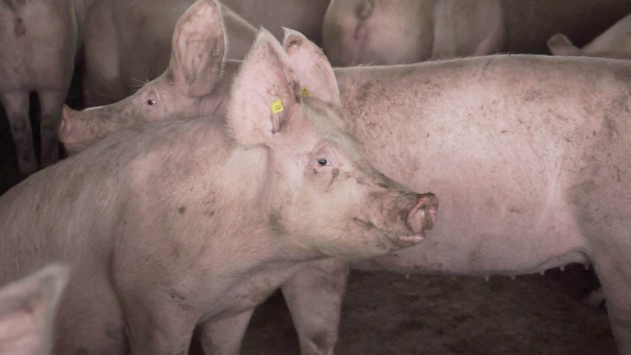 Pig standing in pigsty looking at camera