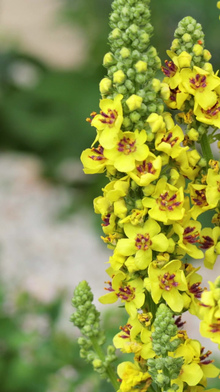 A detailed vertical close-up shot of blooming yellow mullein flowers in a garden setting.
