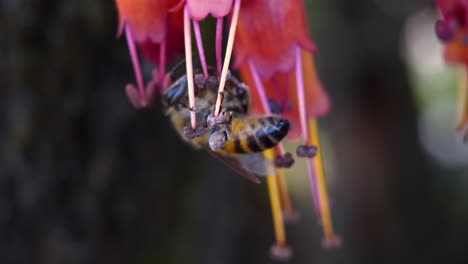 close up of african bee collecting nectar with pollen baskets on its legs