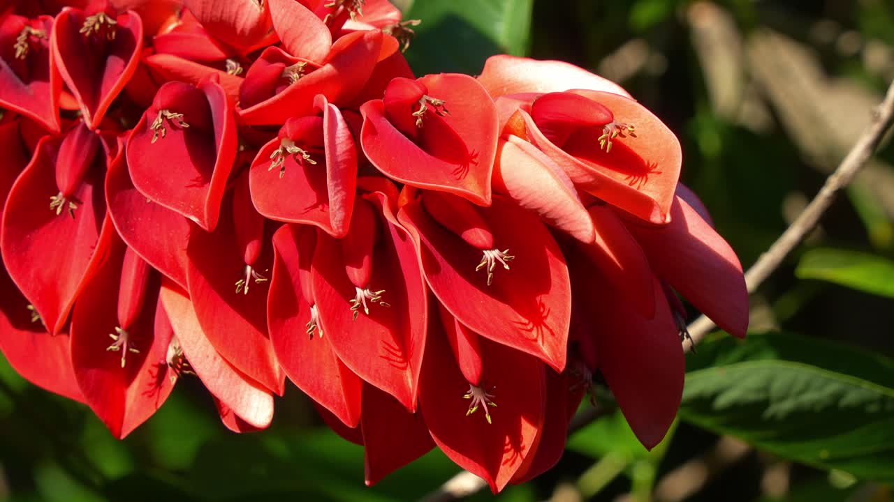 A cockspur coral tree (Erythrina crista-galli) with vibrant red flowers during the blooming season, close up shot