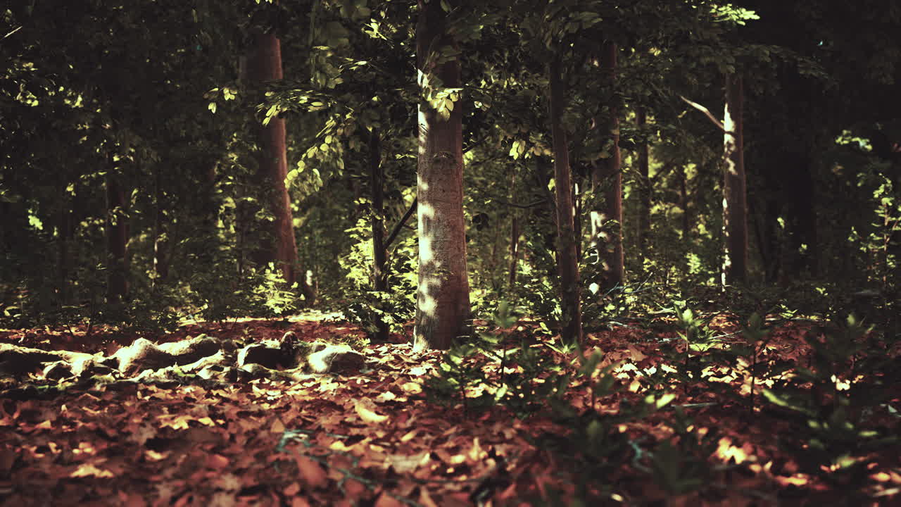 Luce solare che filtra attraverso una fitta foresta autunnale