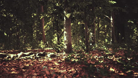 la luz del sol filtrándose a través de un denso bosque de otoño