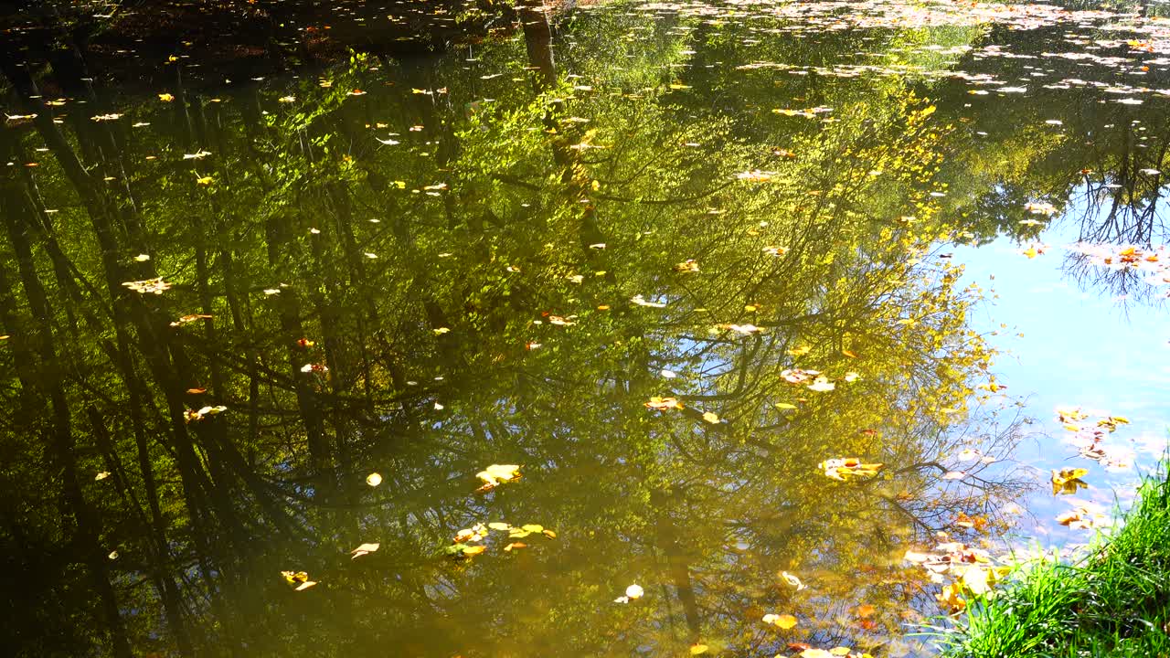 Herbstlaub und Waldteich