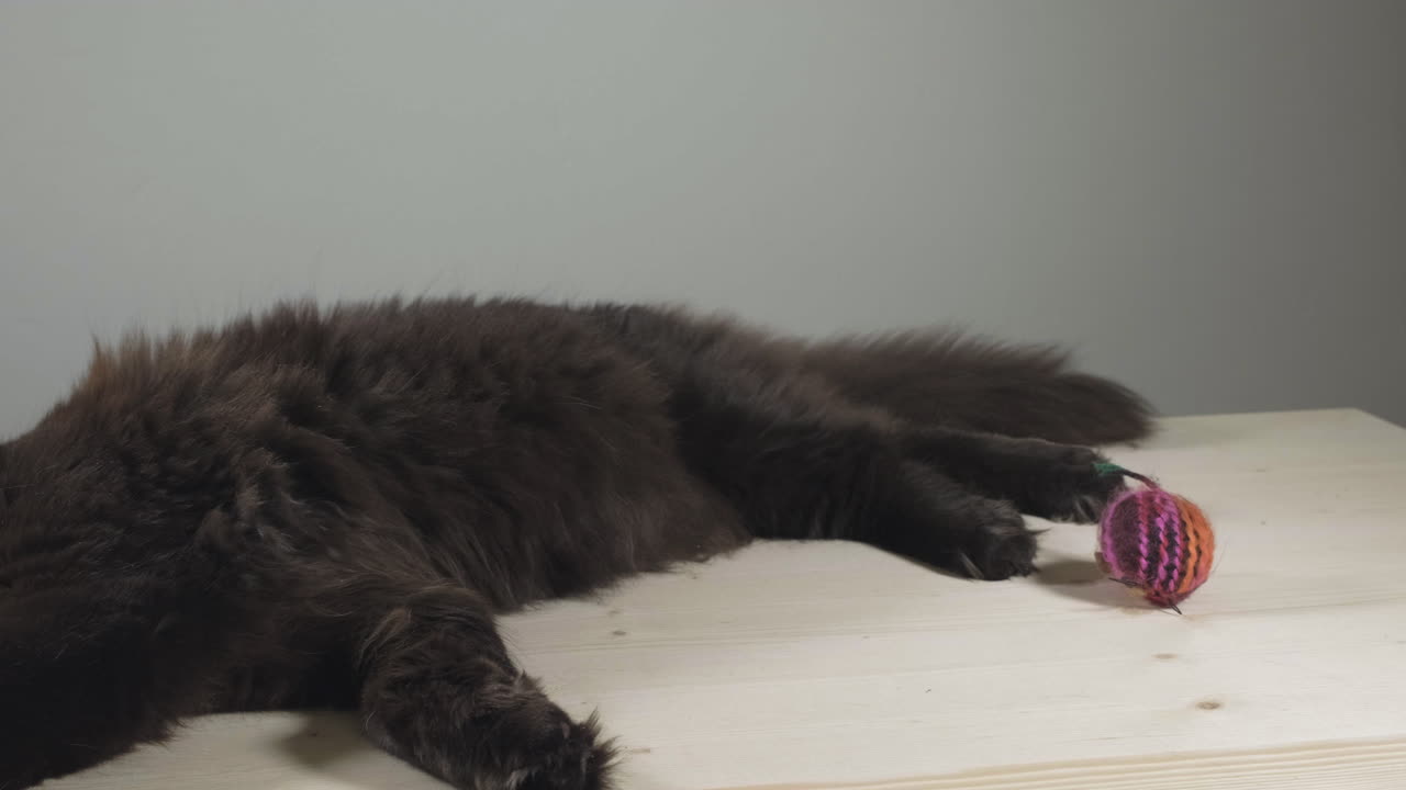 Black maine coon cat sleeping on a table &ndash; sliding shot
