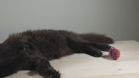 Schwarze-Maine-Coon-Katze-Schläft-Auf-Einem-Tisch-–-Schiebeaufnahme