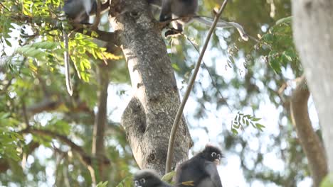 footage of gibbons enjoying theirs lives on the tree