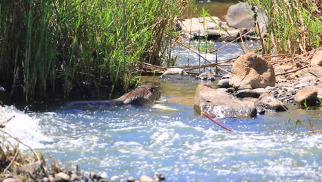 a-large-otter,-Aonyx-capensis-feeds-on-a-small-Nile-crocodile-in-the-fast-flowing-river-in-the-greater-Kruger-national-park-in-the-Mpumalanga-region-of-South-Africa