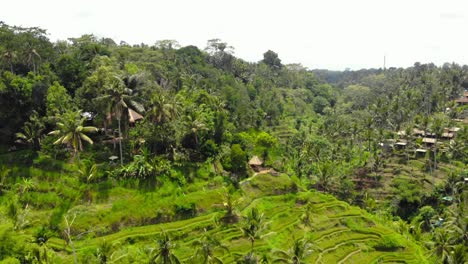 Atemberaubende-Tegallalang-Reisterrasse-Auf-Bali,-Indonesien