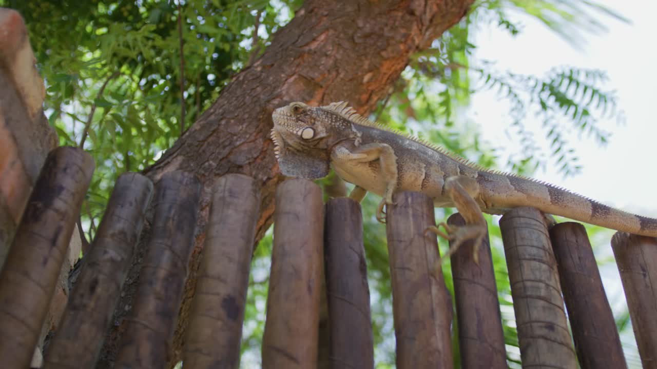 reptil iguana caminando sobre una valla de madera en la naturaleza durante el día soleado, cámara lenta de cerca
