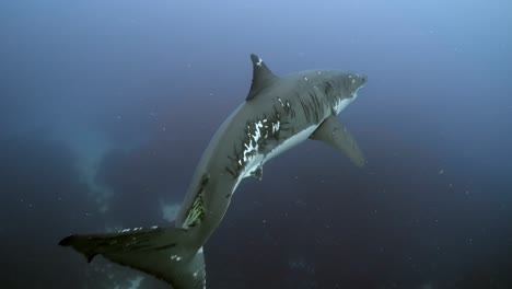 gran tiburón blanco con cicatrices de batalla carcharodon carcharias 4k primer plano de tiburón con cicatrices islas neptuno sur de australia