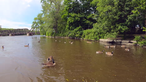 view of a group of ducks swimming in water, on a river shore in a natural park, trees and bridge in background