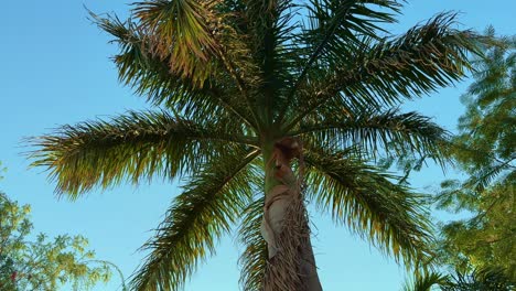 camera spinning around the palm tree