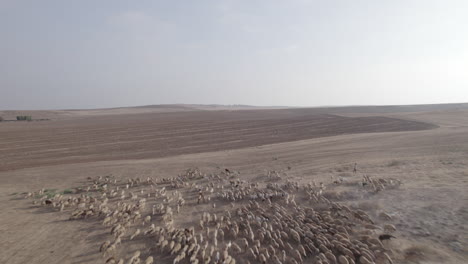 pastor en un amanecer anaranjado con sus ovejas, encontrado en un área desértica seca sin pasto