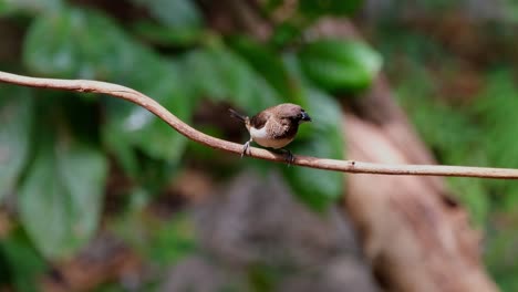 zooming out while looking around, scaly-breasted munia or spotted munia lonchura punctulata, thailand