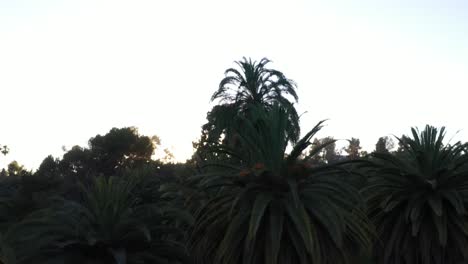 disparo de dron con llamarada solar de múltiples palmeras que se desplazan hacia abajo durante la hora dorada del atardecer con un cielo azul claro en los ángeles, parque de california