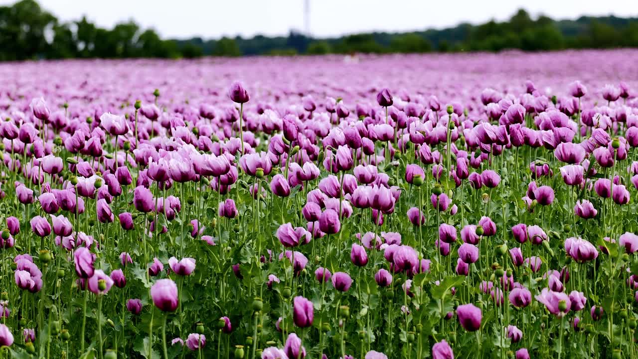 A field full of purple poppies near Erlenbach in Germany, Europe.