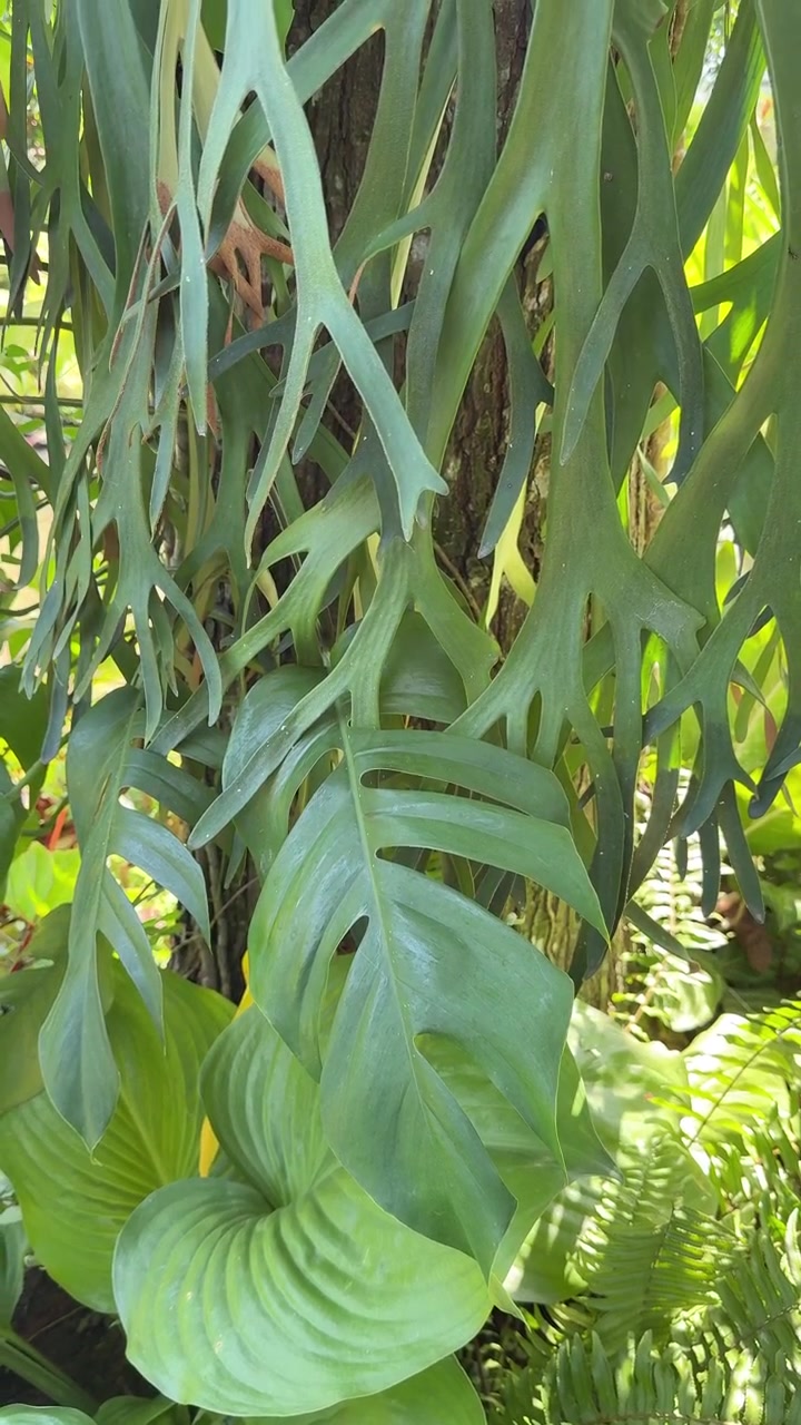Felce a corna di cervo che cresce su un tronco d'albero in un giardino tropicale