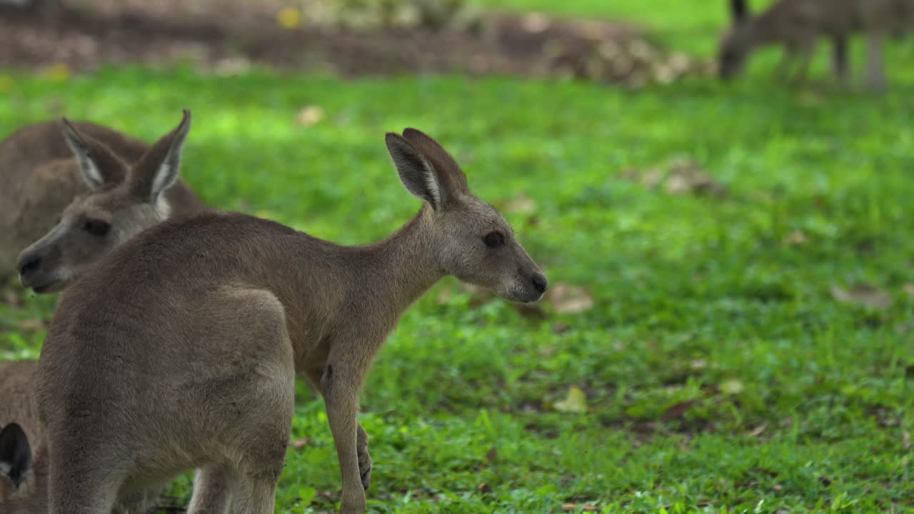 cerca de un canguro joven en queensland, australia