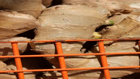 primer plano de raíz de jengibre fresca en una canasta