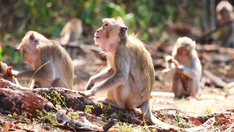 group of monkeys in a forest