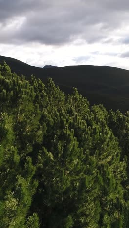 flying above green forest at sunset vertical video