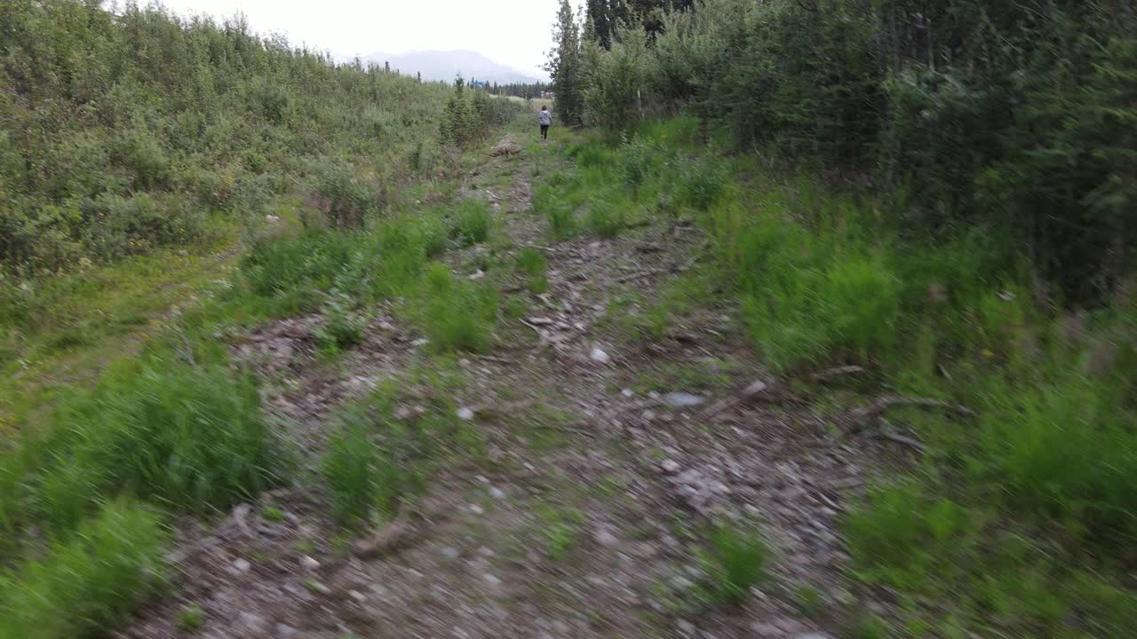 veduta aerea della bella strada forestale
