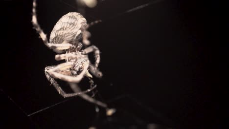 una araña de color blanco agarrando de sus tentáculos y comiendo su presa o pequeños insectos que están atrapados en su telaraña en el fondo oscuro