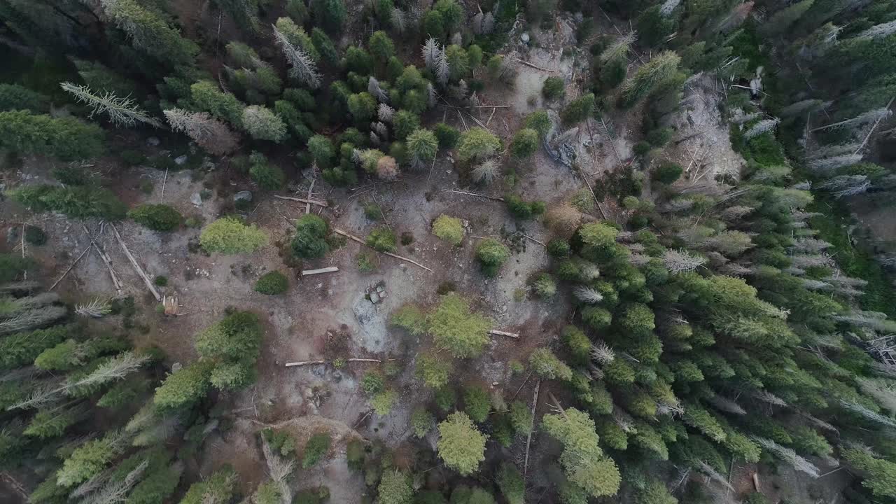 Decreasing Altitude Bird's-Eye View of Treetops in Sequoia at Sunset